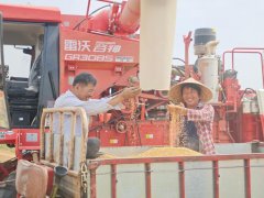 <strong>从田间到车间的丰收“接力”——山东夏</strong>